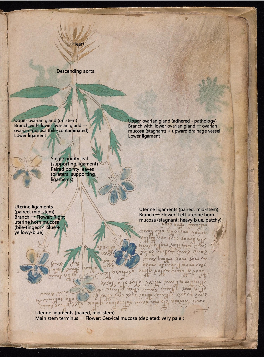 Labelled diagram of Folio 9v
